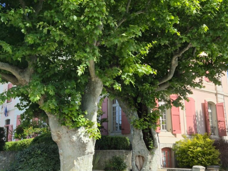 IMG 20260513 WA0028 1 Provencal village property